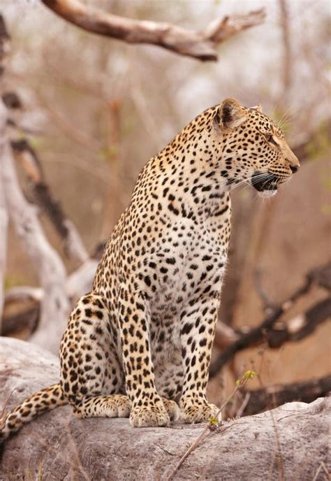 Leopard Sitting on the Tree Stock Photo - Image of alert, animal: 14282810