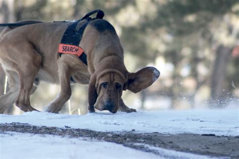 What Are Cadaver Dogs Used For