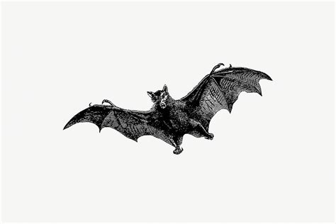 Drawing of a flying bat | Premium PSD Illustration - rawpixel