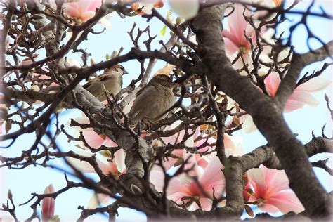 Birds & Blooms - Birds and Blooms