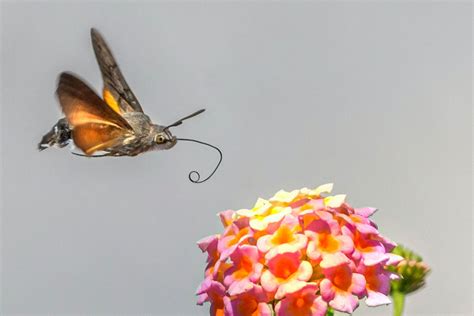 7 Interesting Facts About the Hummingbird Moth - Brightly