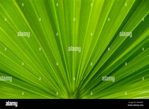 leaf of palm tree Stock Photo - Alamy