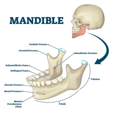 8 Coronoid Process Mandible Royalty-Free Images, Stock Photos ...