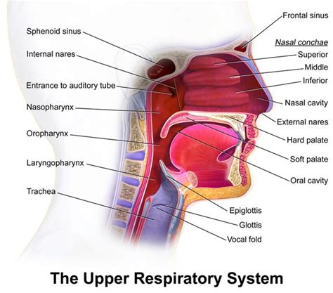 Upper Airway Resistance Syndrome - Faceology