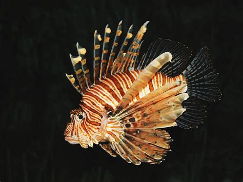 Volitan Lionfish Colored Lionfish - Singapore Reef Club - Marine Reef saltwater Aquarium tank ...