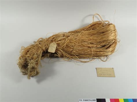 Sample of raw ramie fiber; Superior Thread & Yarn Co. NYC; 1912 | National Museum of American ...