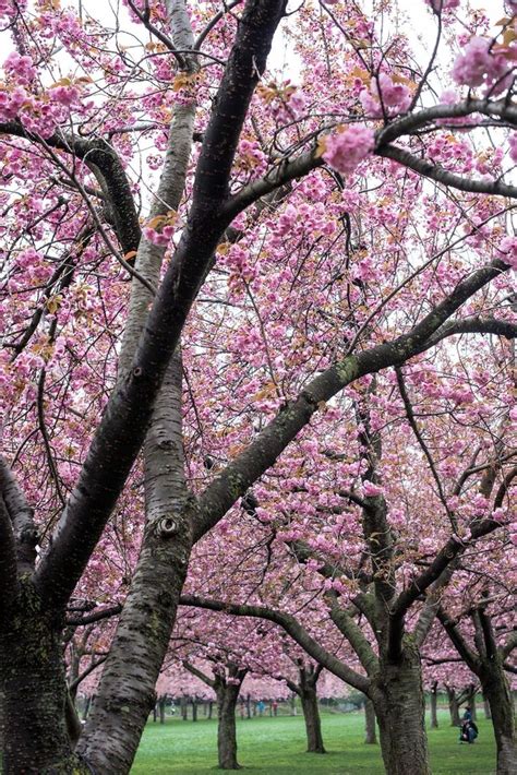 Awesome 20+ Beautiful Cherry Blossom Garden https://gardenmagz.com/20 ...