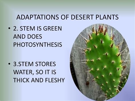 Plant Adaptations Of The Desert