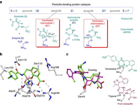 Penicillin Binding Protein