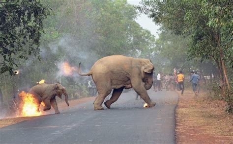 “Hell is Here”: Elephant and calf attacked by mob in India (2017) : r/pics