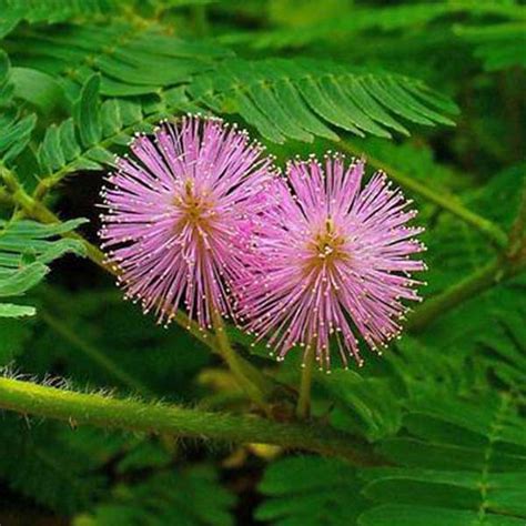 Buy 1+1 Free - Mimosa, Touch Me Not - Flower Seeds online from ...