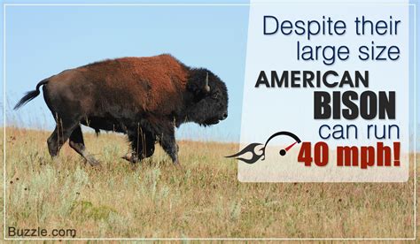 Completely Mind-blowing Facts About the American Bison