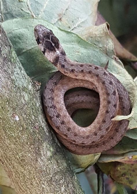 Baby Snake ID.... Central Virginia : r/snakes