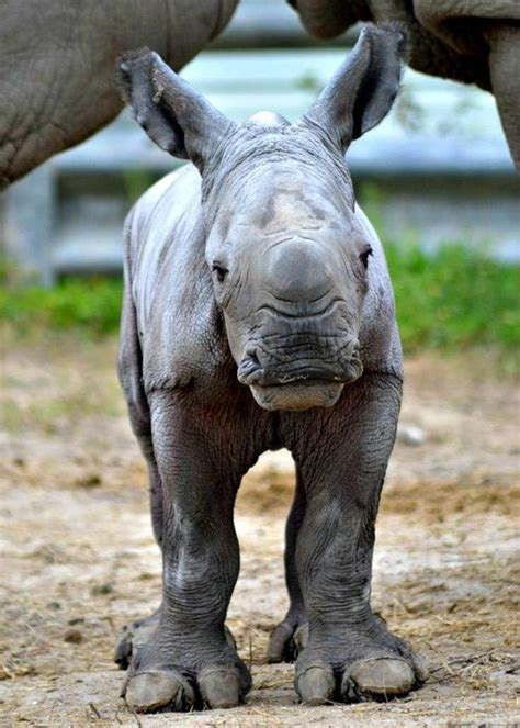 White Rhino Baby Named for Pioneering Conservationist - ZooBorns