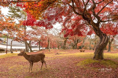 Fall at Nara Deer Park - Rare Photos by Viki Pandit