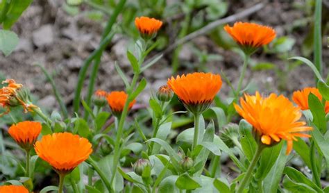 How to grow and use Calendula Flowers for Beauty & Cooking - Garden Living and Making with ...