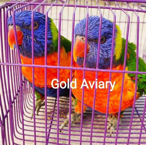 Gold Aviary | Dhaka