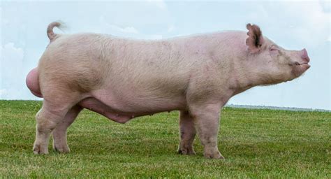 Shipley Swine Genetics - Index