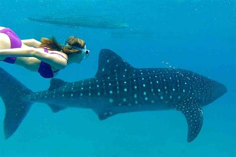 The Three Best Places To See Whale Sharks In The Philippines - Expat.com.ph