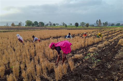 Farmer crop harvesting in the farm - PixaHive