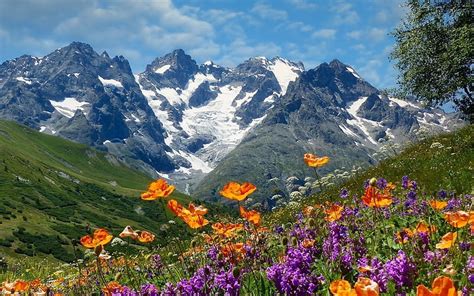 Mountain Meadow, landscape, wild flowers, meadow, mountains, HD ...