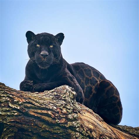 Rare Newborn Black Jaguar Cub Brings Hope to the “Near Threatened ...