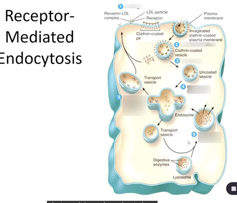 A&P I: Ch 3 - Receptor Mediated Endocytosis Diagram | Quizlet