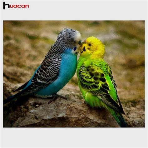 Pin by dog_lover on parrots | Budgies bird, Pet birds, Cute birds