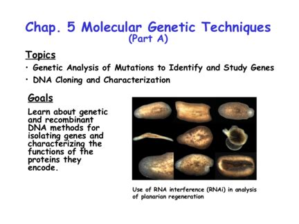 Molecular Genetic Techniques. Understanding Mitosis and Meiosis