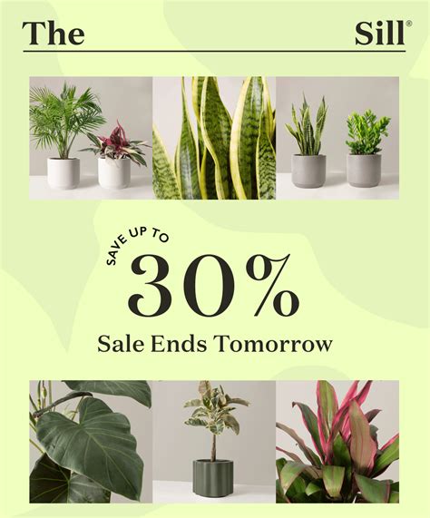The Sill: 😊 These Large Floor Plants Will Turn Your Home into a Haven | Milled