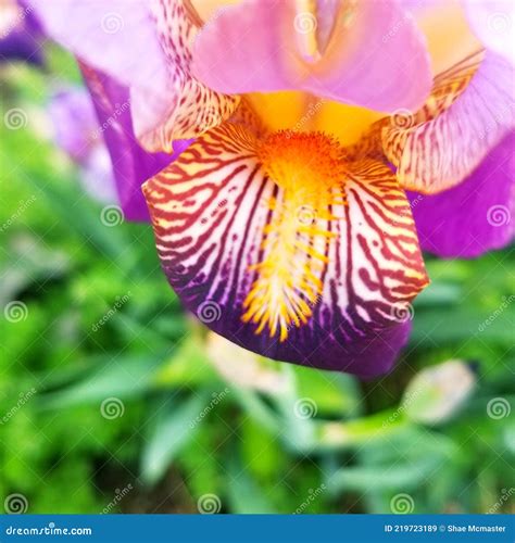 Close Up of a Purple Tiger Lily Flower Stock Image - Image of leaf ...