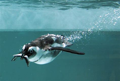 World Penguin Day 2017: The 5 most endangered species