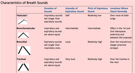 Bronchial Breath Sounds Pictures to Pin on Pinterest - PinsDaddy | Breath sounds, Lung sounds ...