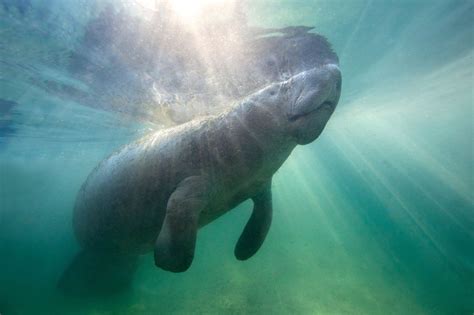 10 Amazing Facts About Manatees