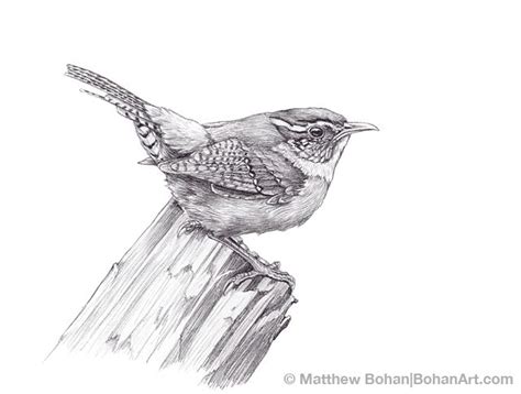 Carolina Wren Pencil Sketch p52 | Bird sketch, Animal drawings, Bird drawings