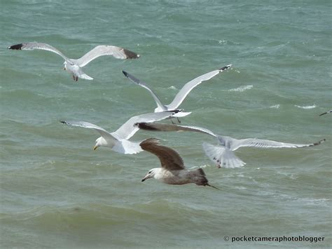 Seagulls in flight | Seagull, Beach photos, Beautiful creatures