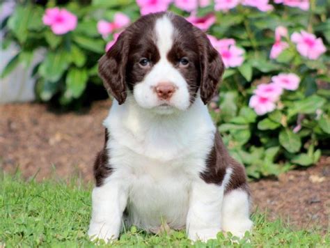 English Springer Spaniel Puppies for Sale - Keystone Puppies