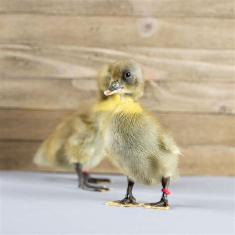 Ducklings: Blue Swedish - My Pet Chicken