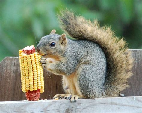 Protect You Garden – Squirrel Removal « Garden Blog