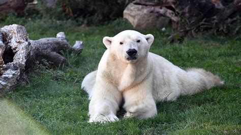 Aussie, oldest male polar bear in North America, euthanized at ...