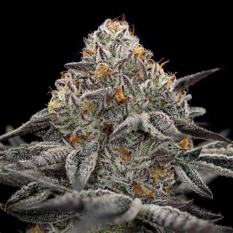 Oreoz Strain Clones for Sale - Roots Cannabis Nursery