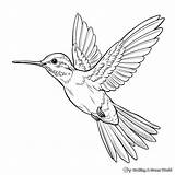 Realistic Hummingbird Coloring Pages  Free & Printable sketch template