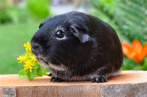 guinea pig rodent animal smooth hair silver fox 4k HD Wallpaper