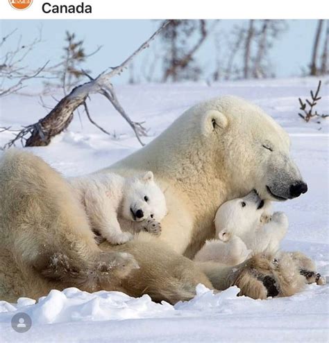 Pin by Pinner on snowy frozen landscapes animals | Baby polar bears, Polar bear, Baby animals