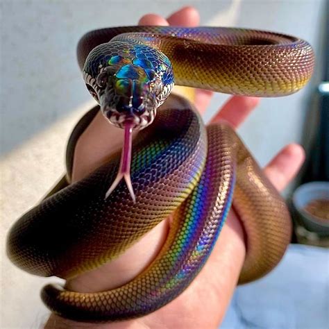 The White Lipped Python : r/pics