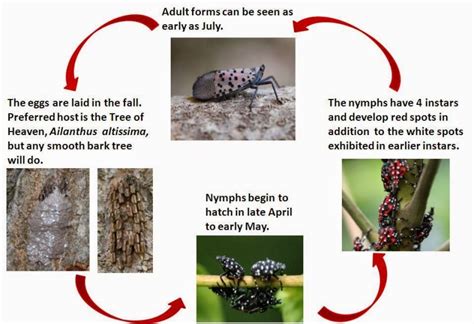 Spotted Lanternfly