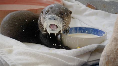 Otter pups admitted separately, recovering together