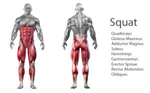 Squat Muscles Worked Diagram