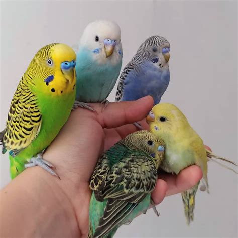 30+ Budgies As Pets Male Or Female Photos | Pet Adoption Singapore