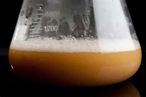 How to Make a Beer Yeast Starter?